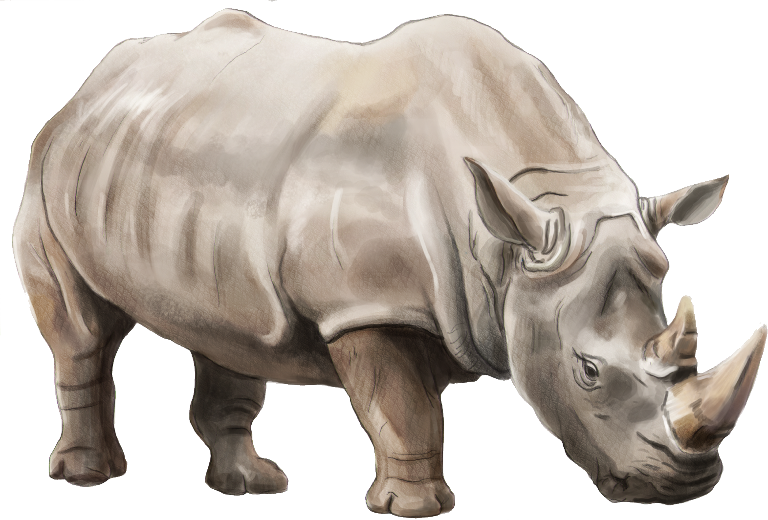 Rhinoceros-Background-PNG-Image